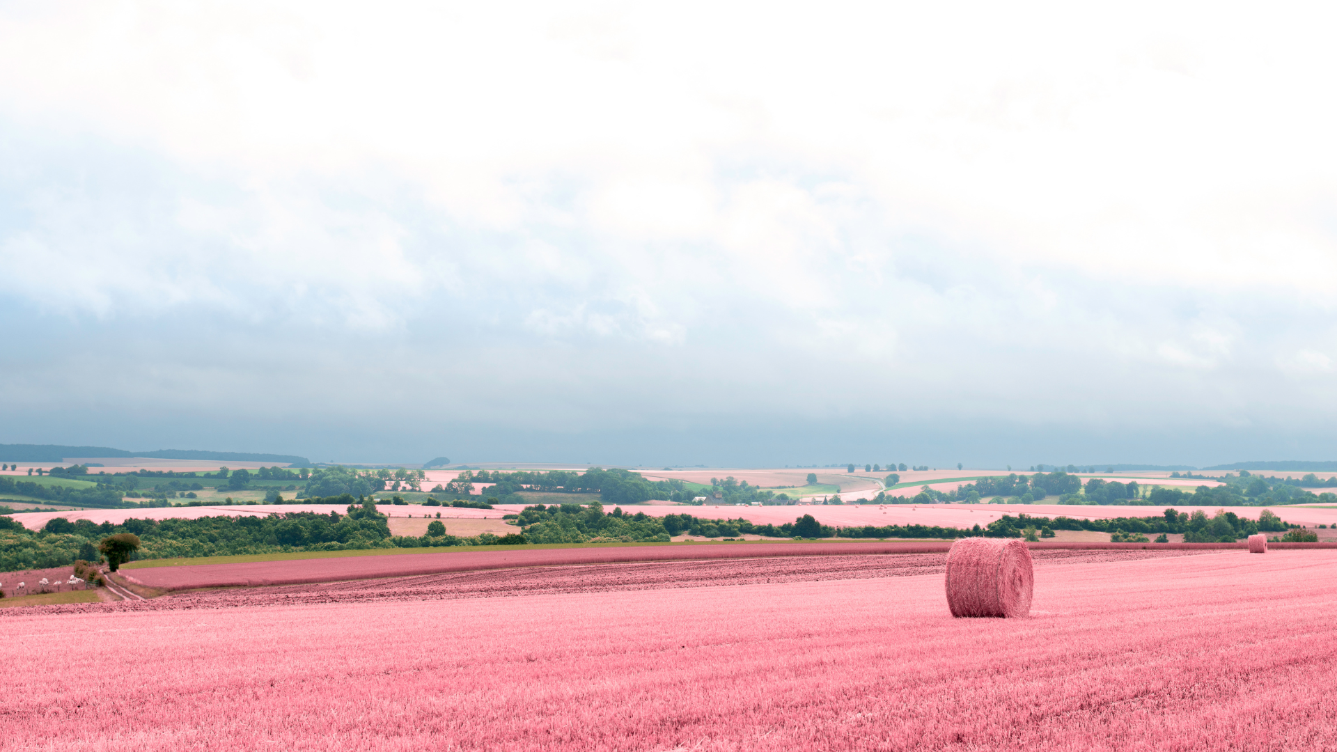 Getreidefeld in rosa